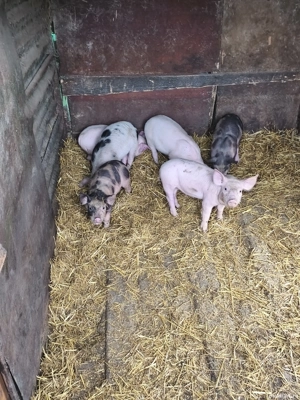 Vând purcei  - imagine 3