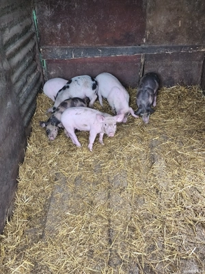 Vând purcei  - imagine 2