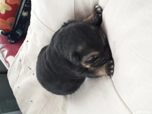 Ciobănesc German câine lup  - imagine 3