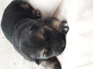 Ciobănesc German câine lup  - imagine 2