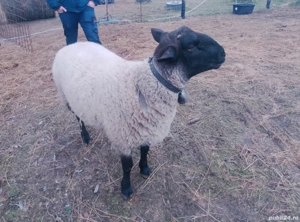 De vânzare sau schimb, berbec suffolk vâstră 1 an și trei luni, - imagine 4