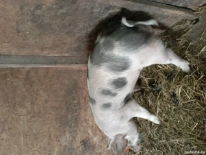 Vier de vânzare  - imagine 2