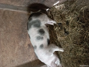 Vier de vânzare  - imagine 3