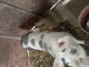 Vier de vânzare  - imagine 4