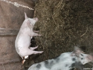 De vânzare porcii - imagine 2