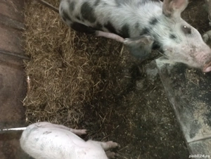 De vânzare porcii - imagine 4