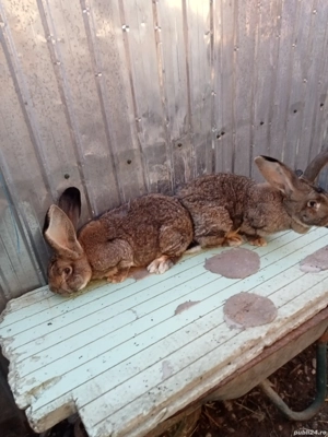vând o pereche iepuri uriaș german tatuați și două femele din ei la șapte luni schimb cu porumb grâu - imagine 3