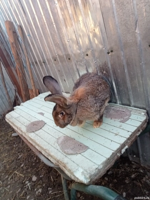 vând o pereche iepuri uriaș german tatuați și două femele din ei la șapte luni schimb cu porumb grâu - imagine 2