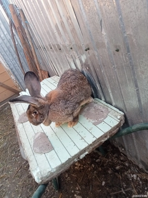 vând o pereche iepuri uriaș german tatuați și două femele din ei la șapte luni schimb cu porumb grâu - imagine 4