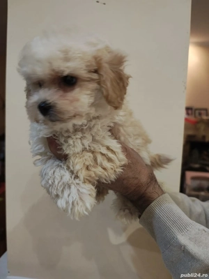 maltipoo jucăuș  - imagine 2