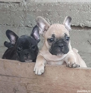 Puiuții bulldog francez  - imagine 2