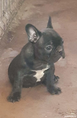 Puiuții bulldog francez  - imagine 4