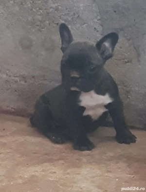 Puiuții bulldog francez  - imagine 3