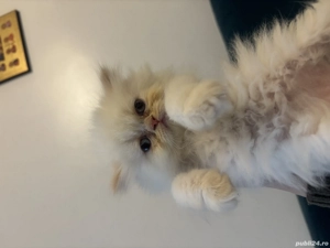 Pui pisică persană  - imagine 3