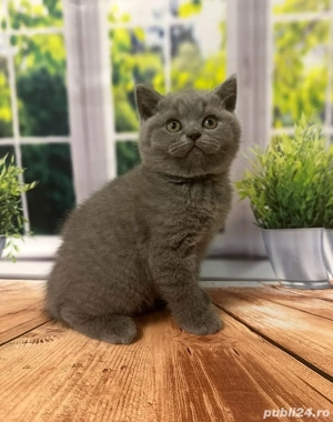 british shorthair blue  - imagine 2