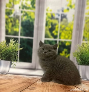 british shorthair blue 