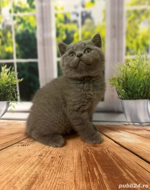 british shorthair blue  - imagine 3