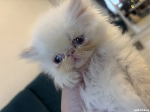 Pui pisică persană 