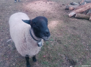 De vânzare sau schimb, berbec suffolk vâstră 1 an și trei luni, - imagine 2