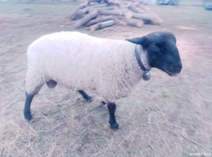 De vânzare sau schimb, berbec suffolk vâstră 1 an și trei luni, - imagine 3