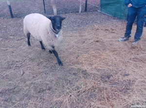 De vânzare sau schimb, berbec suffolk vâstră 1 an și trei luni, - imagine 5