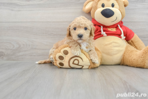 Puiuți Maltipoo disponibili imediat  - imagine 3