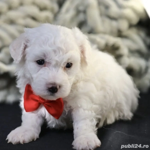 Puiuți Maltipoo disponibili imediat  - imagine 4