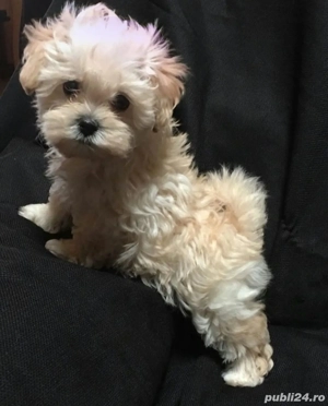 Puiuți Maltipoo disponibili imediat 