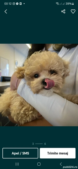Puiuți Maltipoo disponibili imediat  - imagine 5