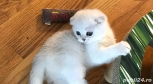 Scottish Fold deosebiți 