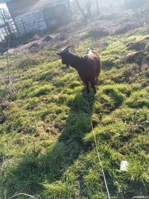 vând sau schimb o capră gestantă  - imagine 5