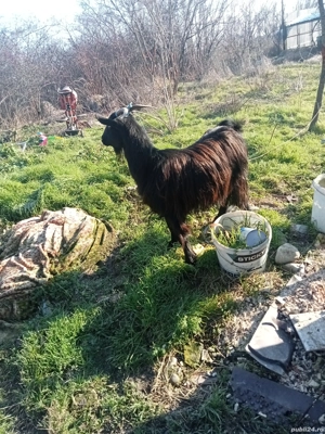 vând sau schimb o capră gestantă  - imagine 3