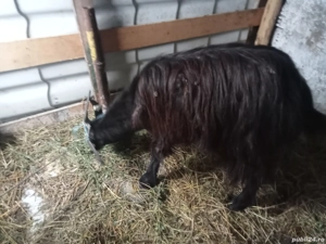 vând sau schimb o capră gestantă 