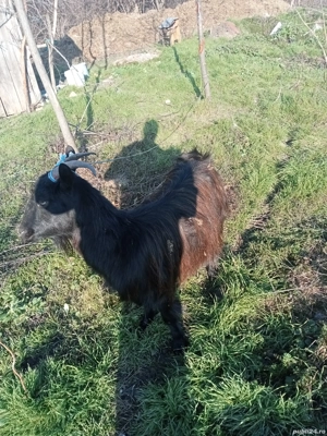 vând sau schimb o capră gestantă  - imagine 4