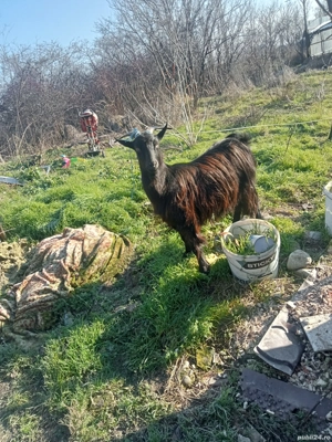 vând sau schimb o capră gestantă  - imagine 2