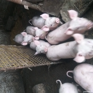 Vînd porci și purcei Coșoveni