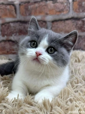 British shorthair color - imagine 2