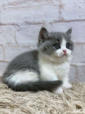 British shorthair color