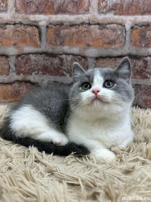 British shorthair color - imagine 3