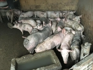 vand purcei  - imagine 2