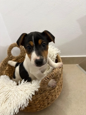 Jack Russell Terrier 