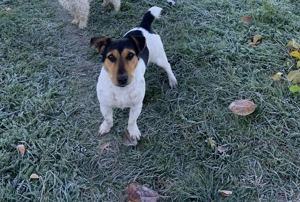Jack Russell Terrier anti răzătoare  - imagine 2