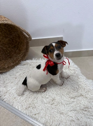 Jack Russell Terrier 
