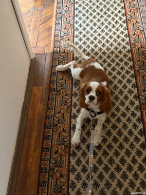 Donez King Charles Cavalier - 6 Luni