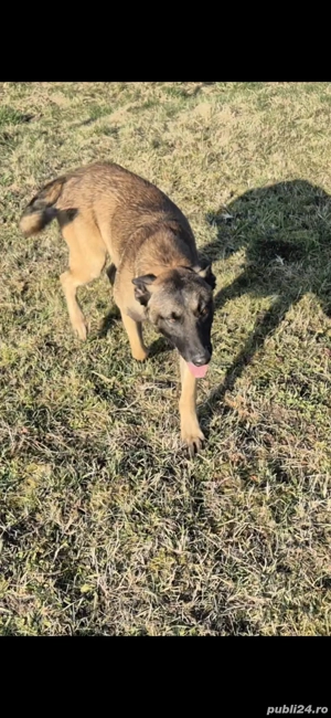Donez câine ciobanesc Belgian Malinois - imagine 3