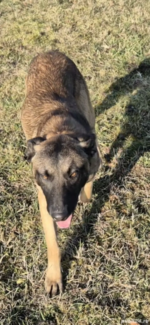 Donez câine ciobanesc Belgian Malinois
