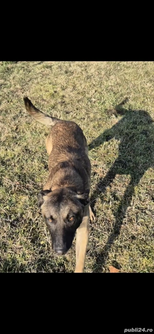 Donez câine ciobanesc Belgian Malinois - imagine 2