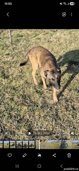 Donez câine ciobanesc Belgian Malinois - imagine 4