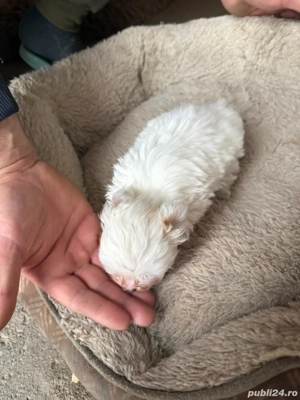 De vinzare bison maltez baietel 