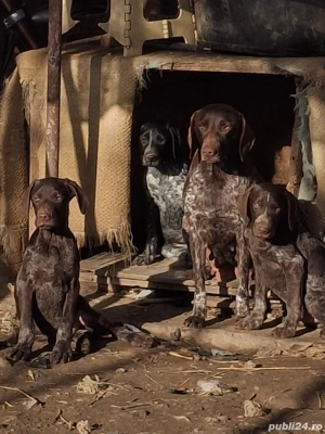 Donez brac german din părinți folositi la vanatoare